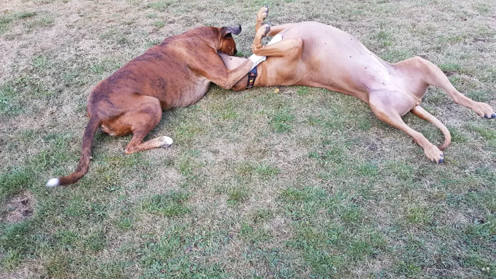 Andachtsbild von Karina und Jörg mit Floyd im ❤ 