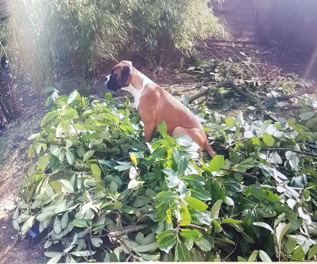 Andachtsbild von Heike