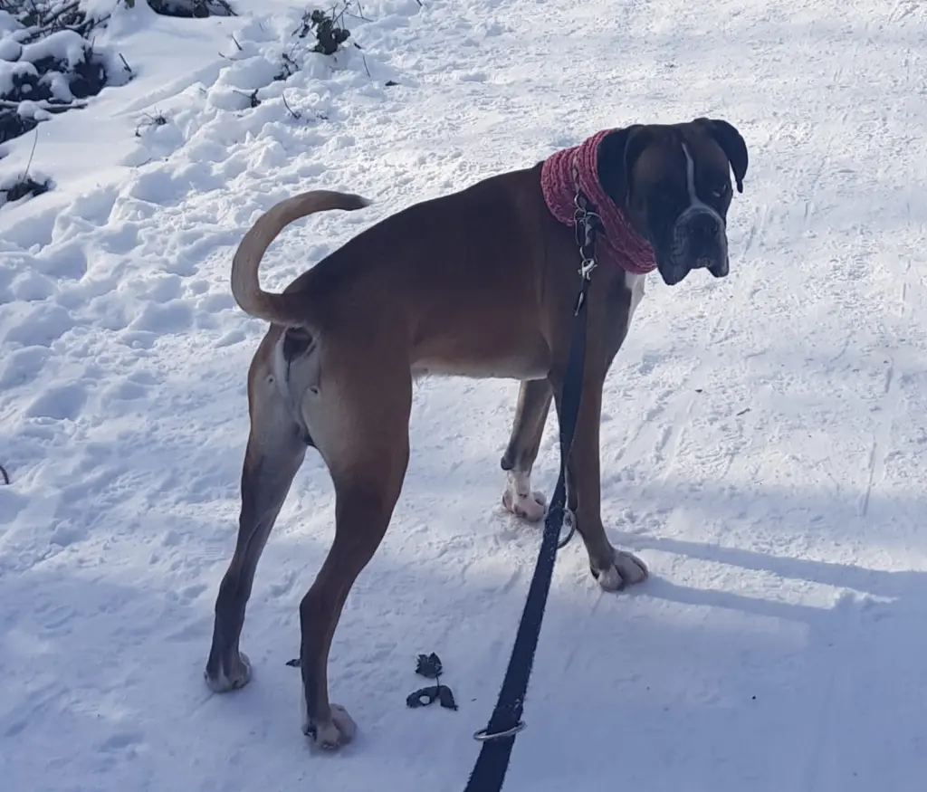 Andachtsbild von Heike