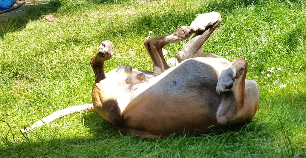 Andachtsbild von Heike