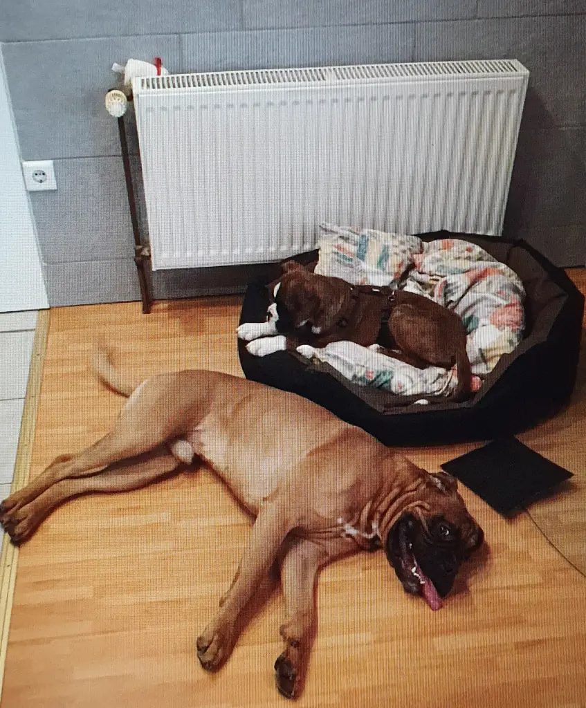 Andachtsbild von Karina und Jörg mit Floyd im ❤