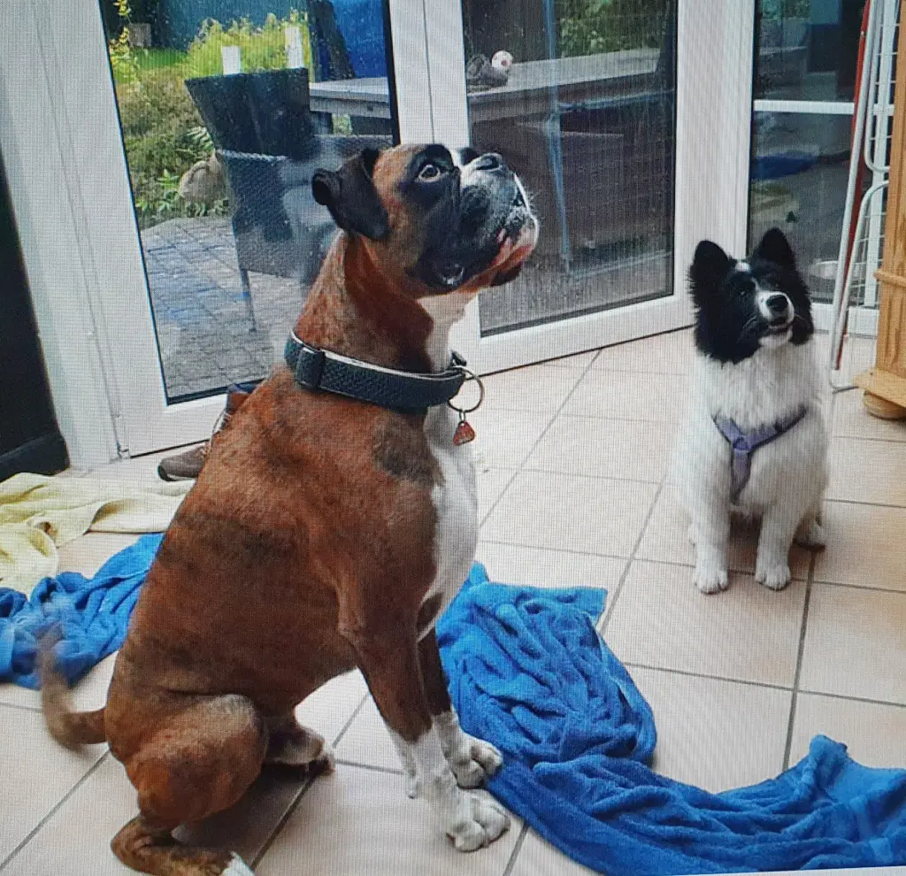 Andachtsbild von Karina und Jörg mit Floyd im ❤