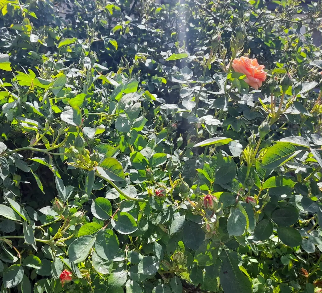 Andachtsbild von Heike