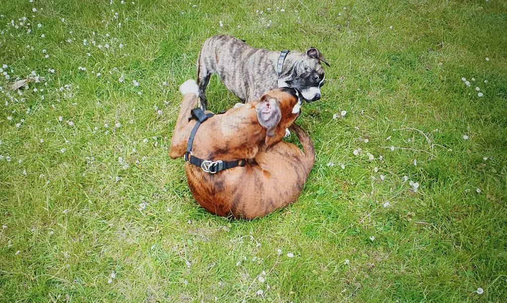 Andachtsbild von Karina mit Floyd im ❤