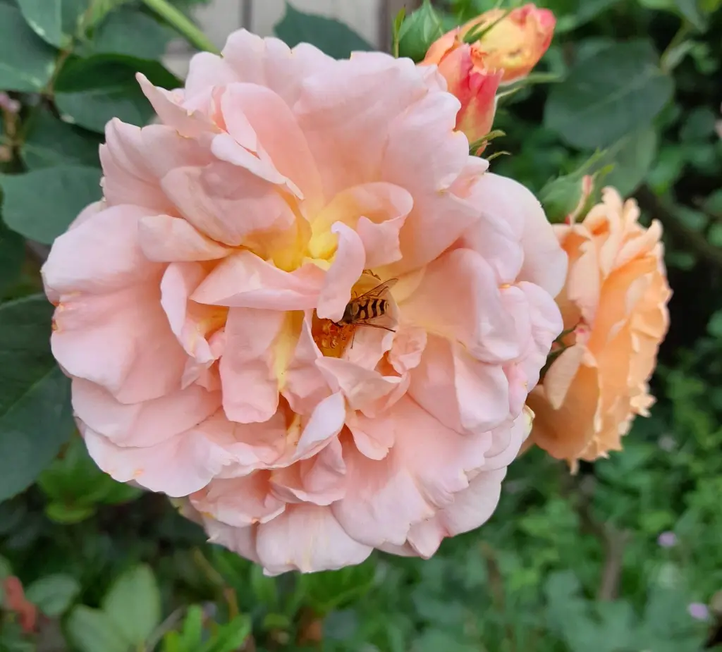 Andachtsbild von Heike