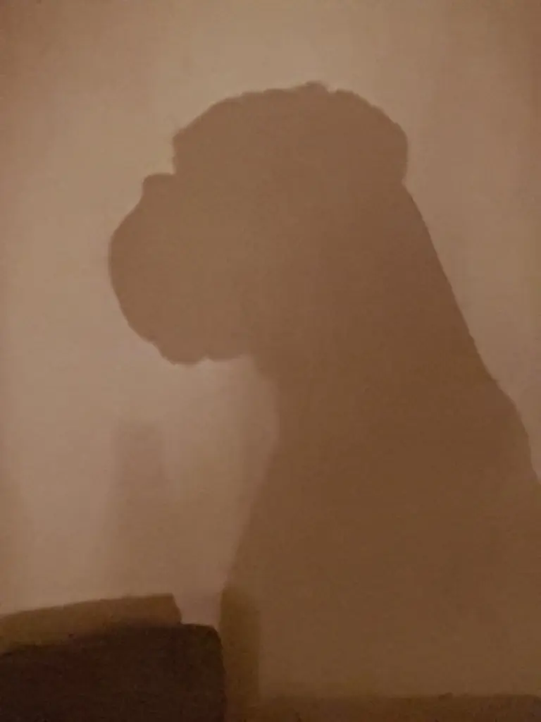 Andachtsbild von Karina und Jörg mit Floyd im ❤ 