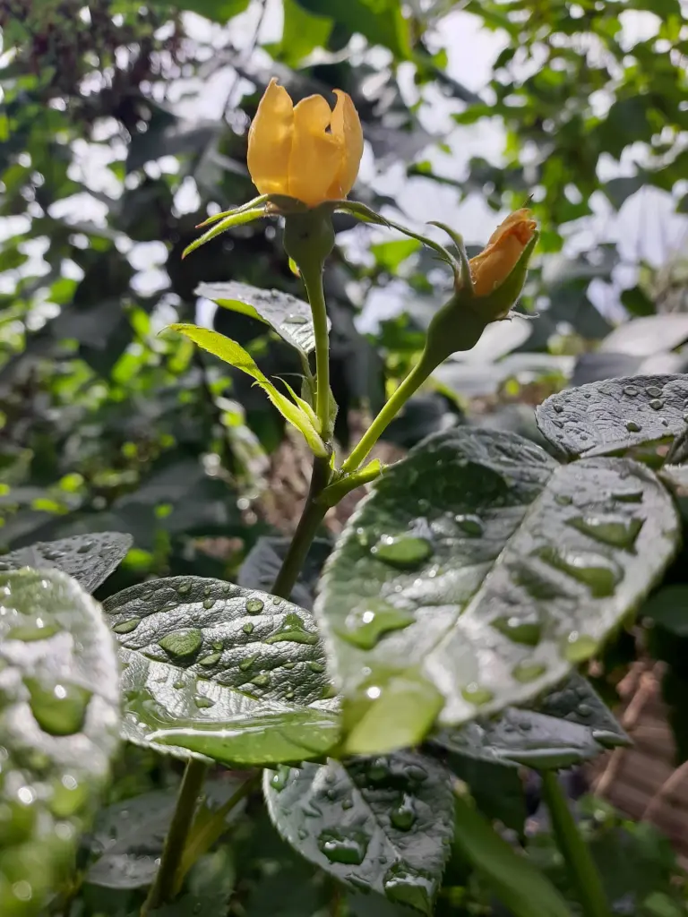 Andachtsbild von Heike