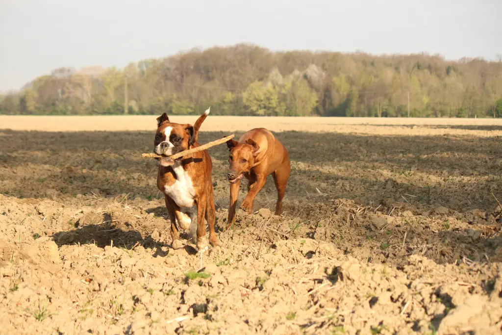 Andachtsbild von Karina und Jörg mit Floyd im ❤ 