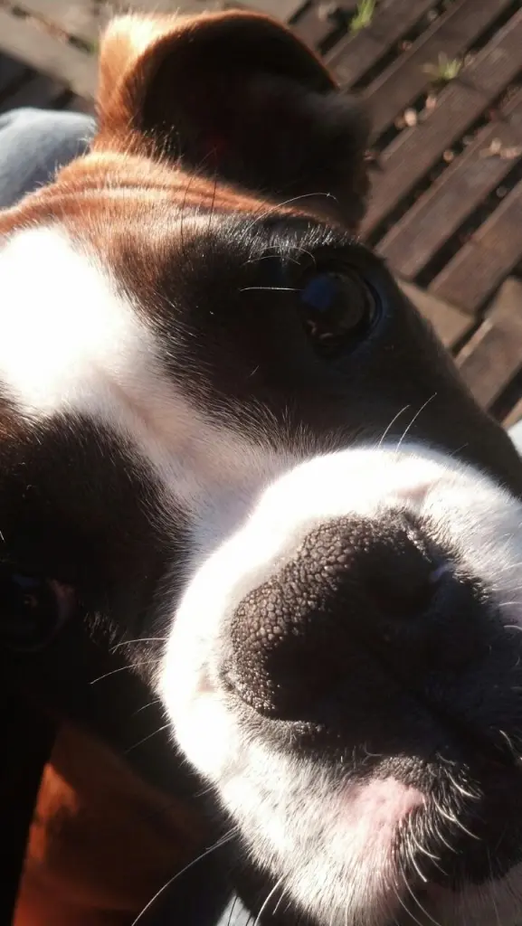 Andachtsbild von Karina und Jörg mit Floyd im ❤ 