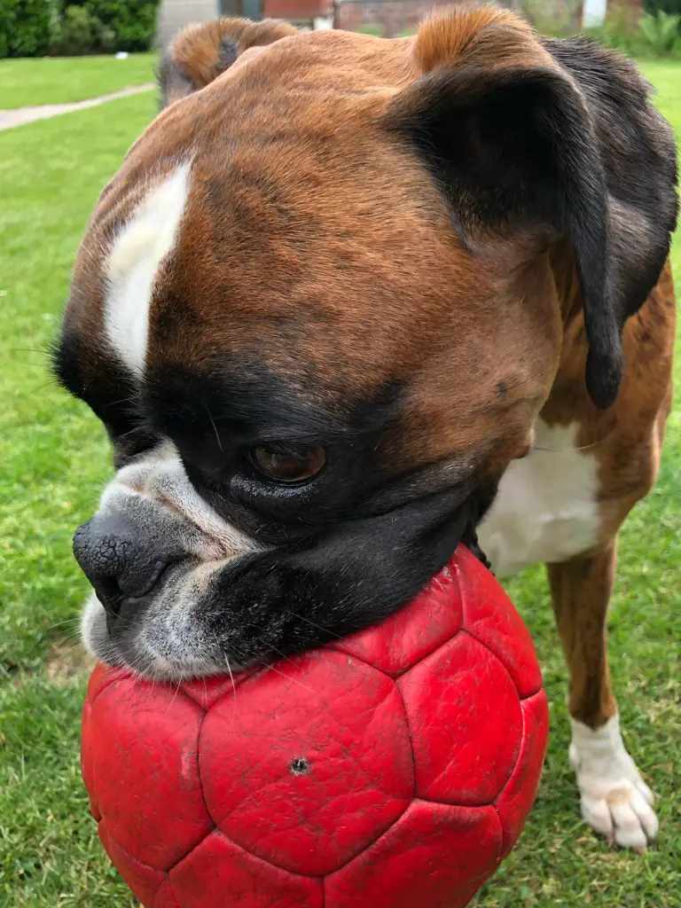 Andachtsbild von Karina und Jörg mit Floyd im ❤ 