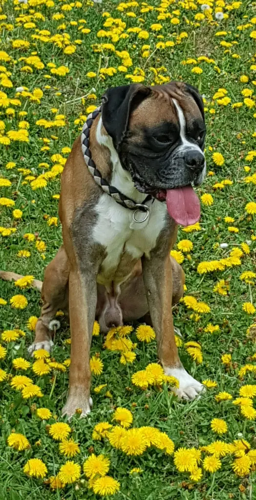 Andachtsbild von Heike