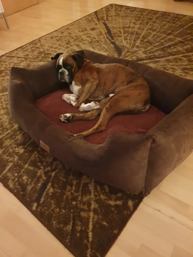 Andachtsbild von Karina und Jörg mit Floyd im ❤ 