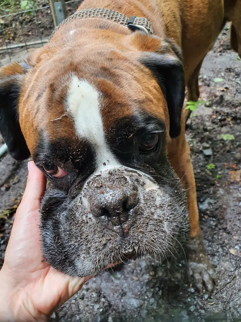 Andachtsbild von Karina und Jörg mit Floyd im ❤ 
