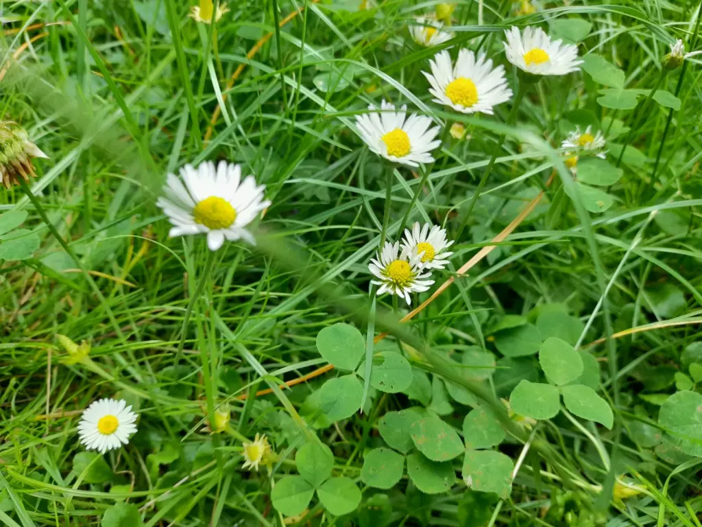 Andachtsbild von Heike