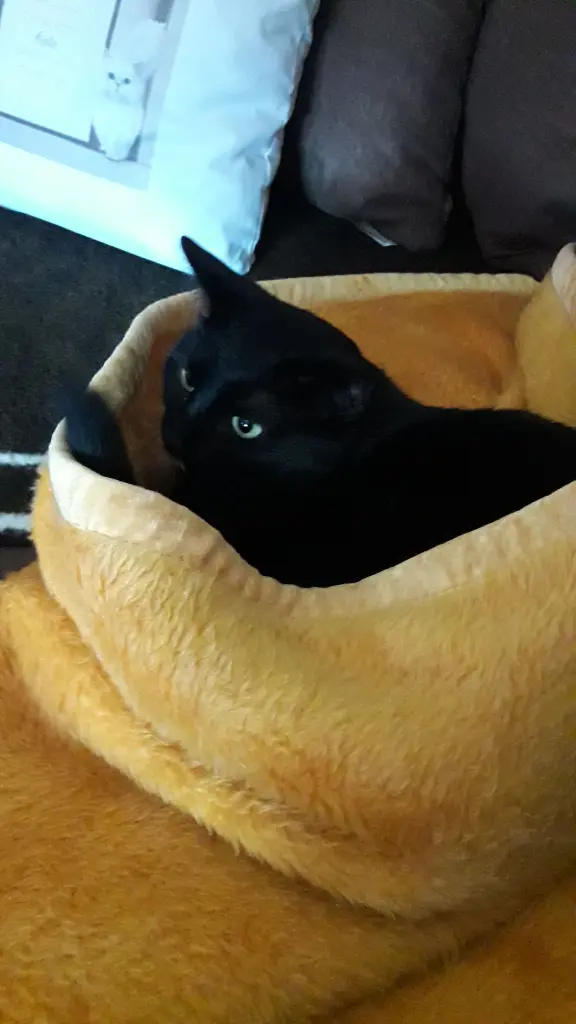 Andachtsbild von Klaus Peter mit Klein Lilly