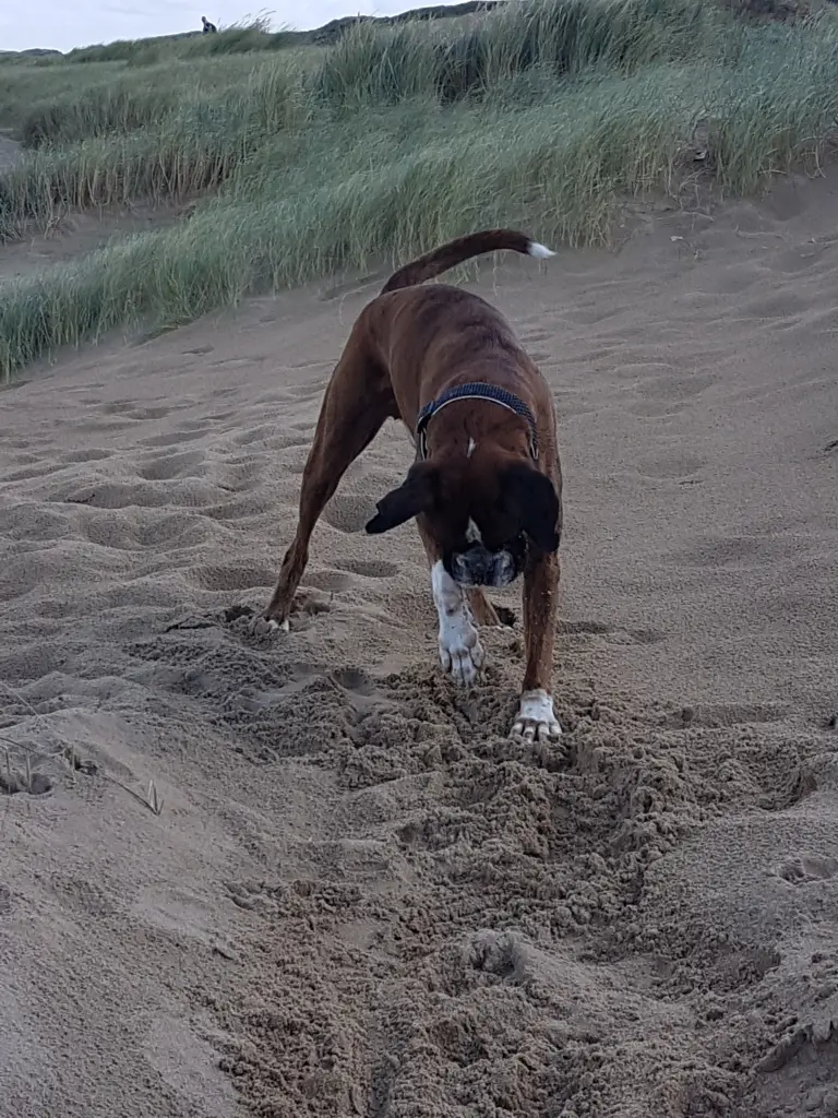 Andachtsbild von Karina und Jörg mit Floyd im ❤ 