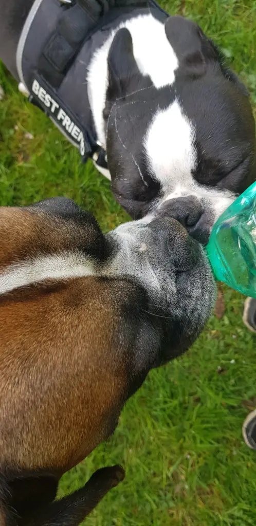 Andachtsbild von Heike