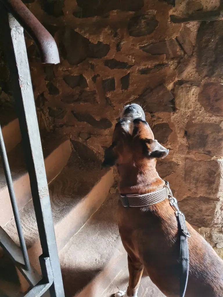 Andachtsbild von Karina und Jörg mit Floyd im ❤ 