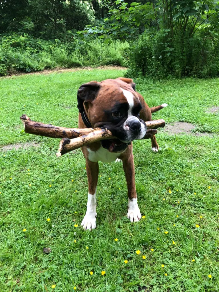 Andachtsbild von Karina und Jörg mit Floyd im ❤ 