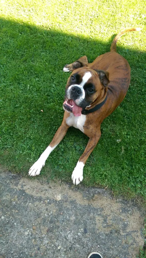 Andachtsbild von Karina und Jörg mit Floyd im ❤ 