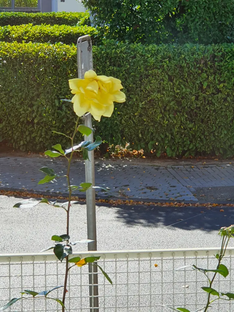 Andachtsbild von Karina und Jörg mit Floyd im ❤ 