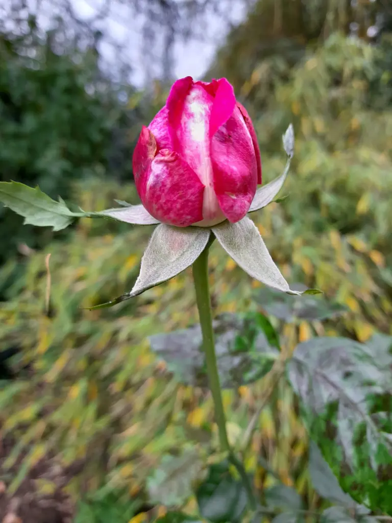 Andachtsbild von Heike