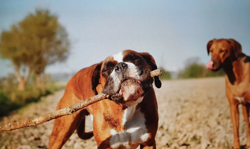 Andachtsbild von Karina und Jörg mit Floyd im ❤ 