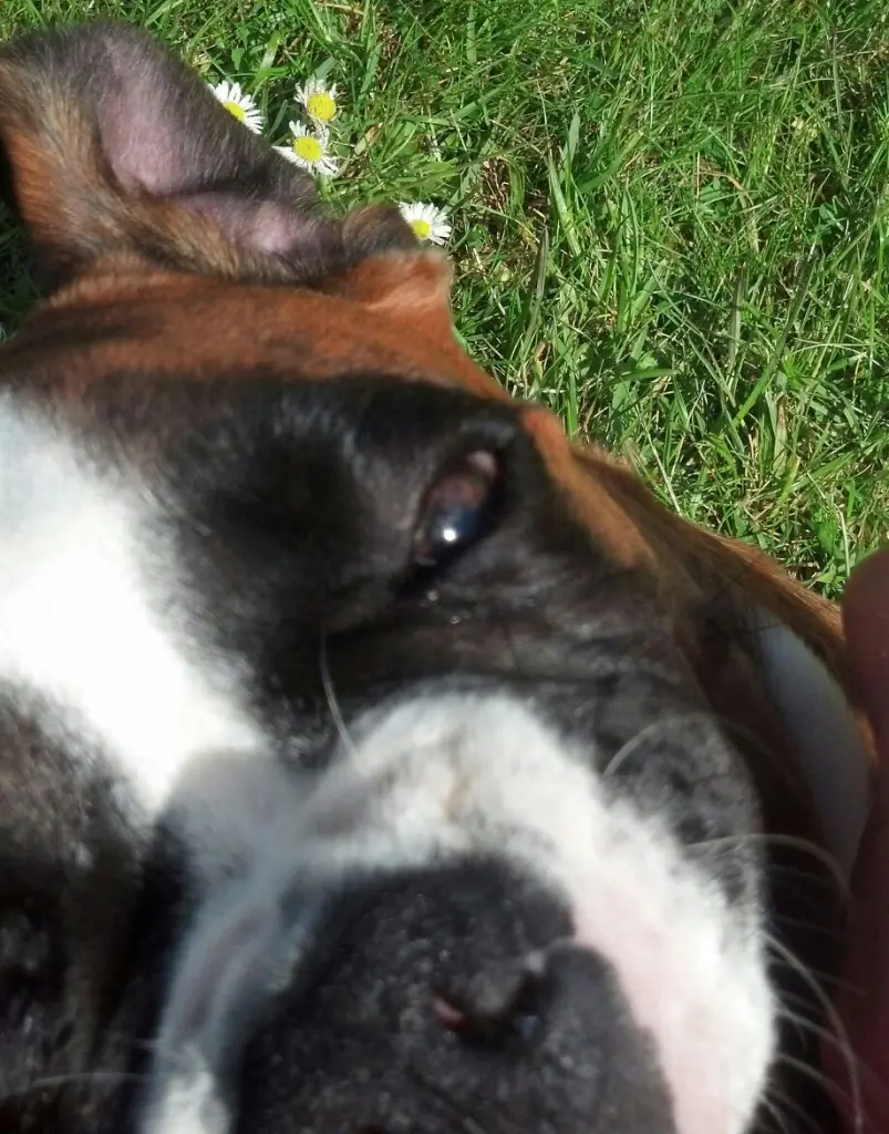 Andachtsbild von Karina und Jörg mit Floyd im ❤ 