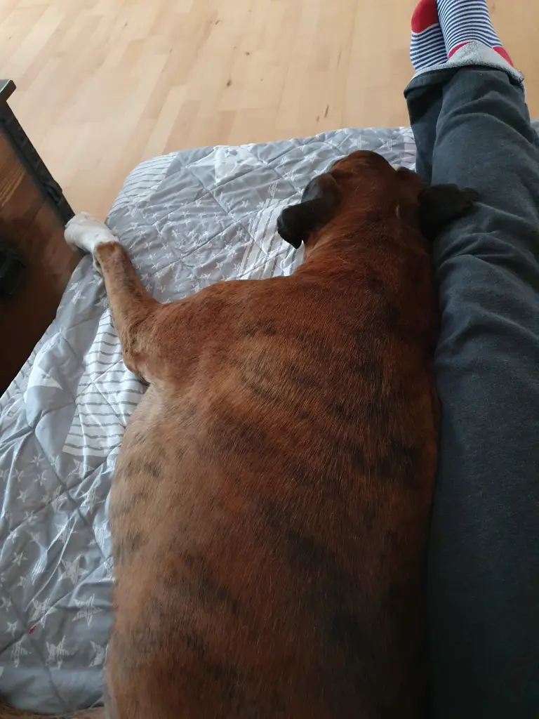 Andachtsbild von Karina und Jörg mit Floyd im ❤ 