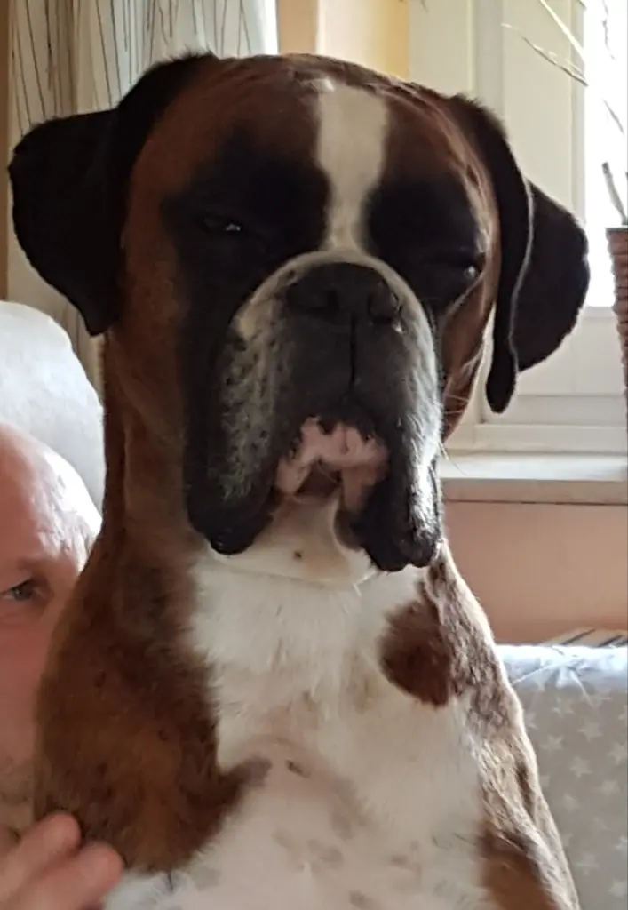 Andachtsbild von Karina und Jörg mit Floyd im ❤ 