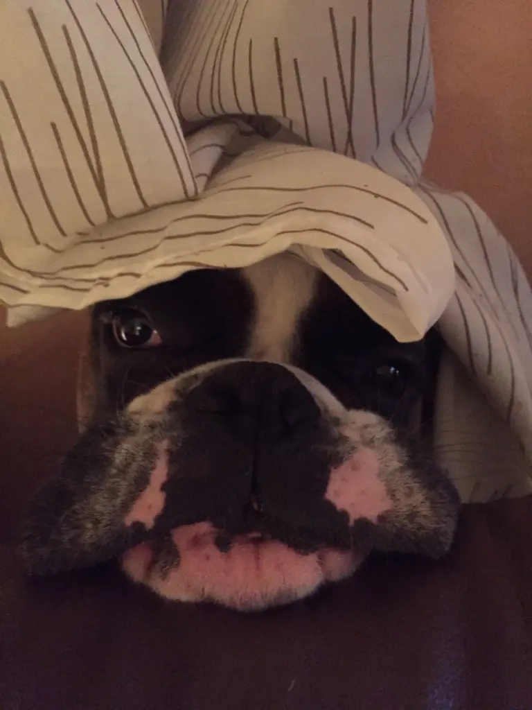 Andachtsbild von Karina und Jörg mit Floyd im ❤ 