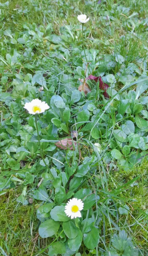 Andachtsbild von Heike