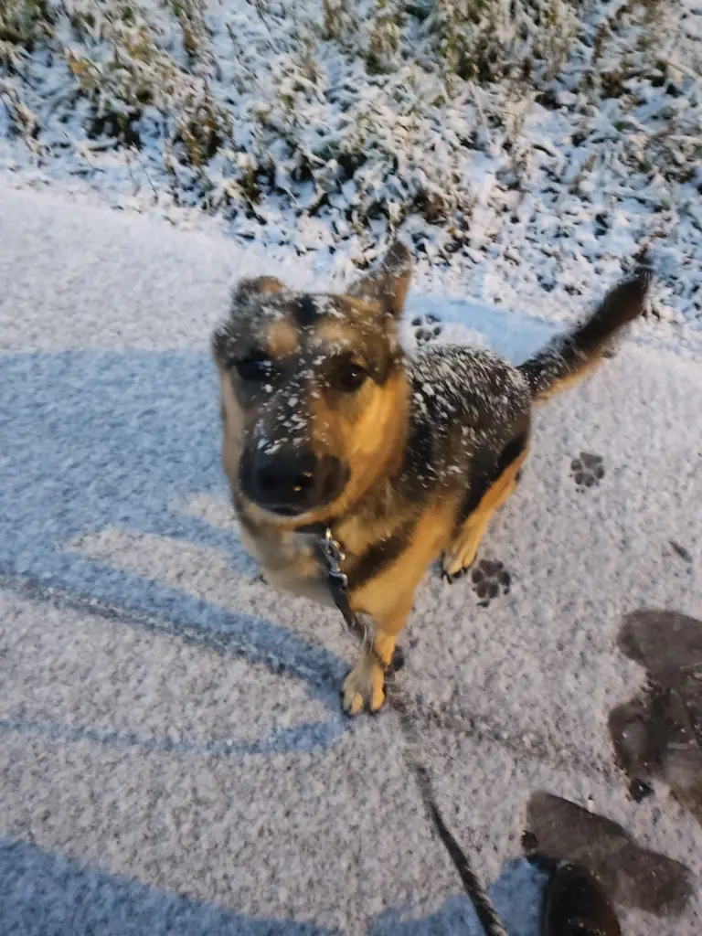 Andachtsbild von Karina und Jörg mit Floyd im ❤ 