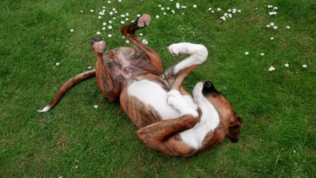 Andachtsbild von Karina und Jörg mit Floyd im ❤ 