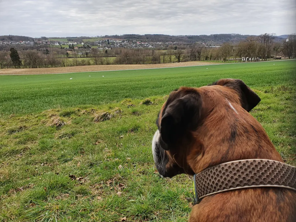 Andachtsbild von Karina und Jörg mit Floyd im ❤ 
