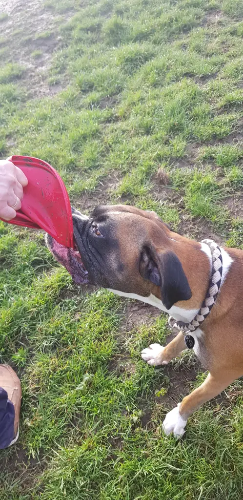 Andachtsbild von Heike