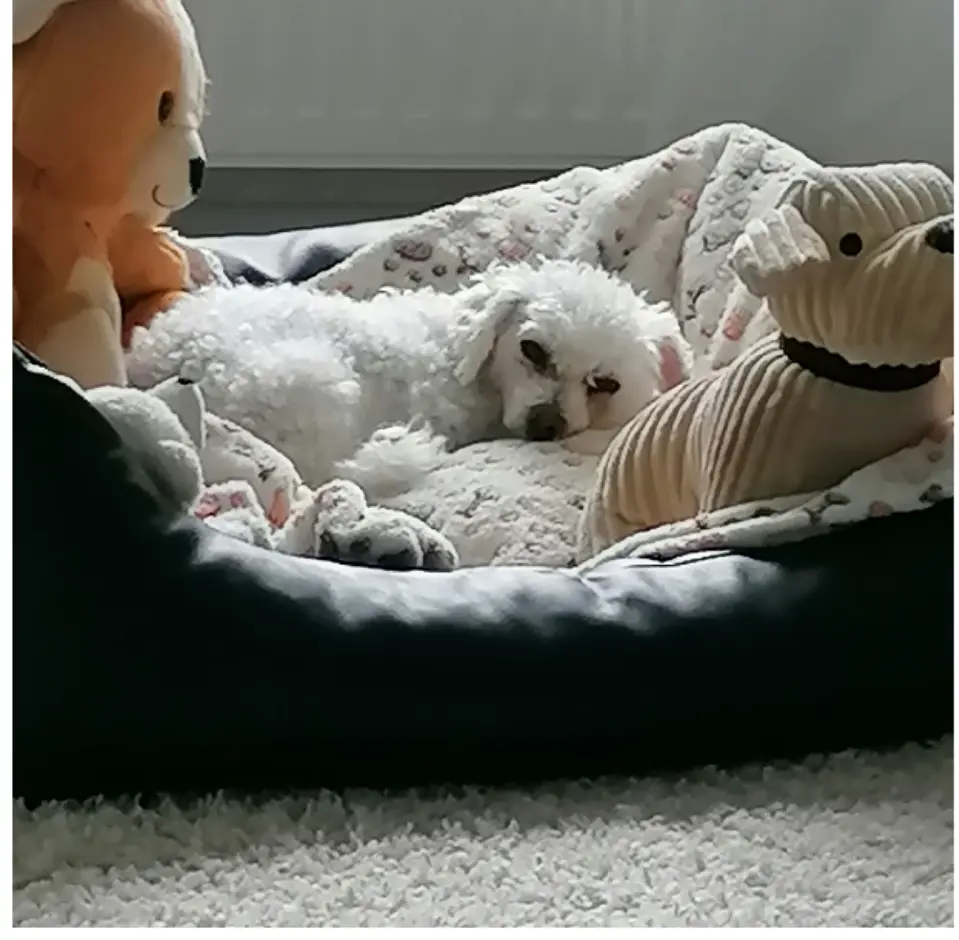 Andachtsbild von Gaby mit Snowy ❤️