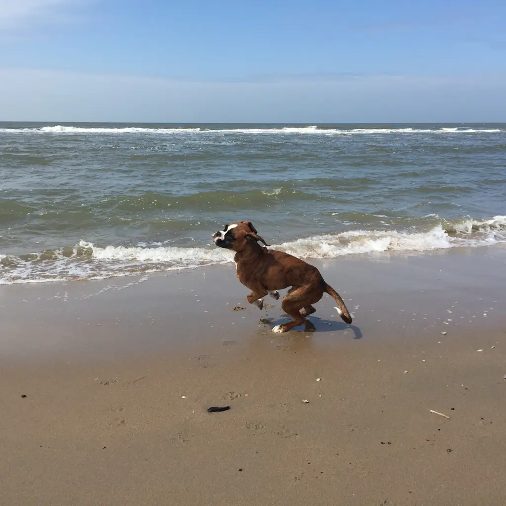 Andachtsbild von Karina und Jörg mit Floyd im ❤ 