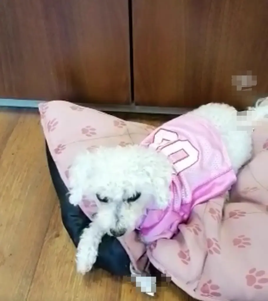 Andachtsbild von Snowy 