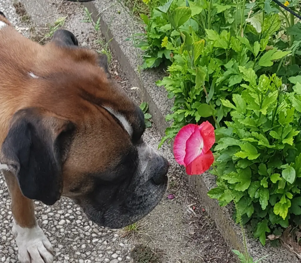 Andachtsbild von Heike