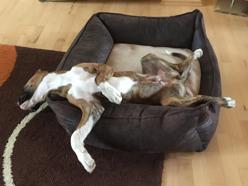 Andachtsbild von Karina und Jörg mit Floyd im ❤ 