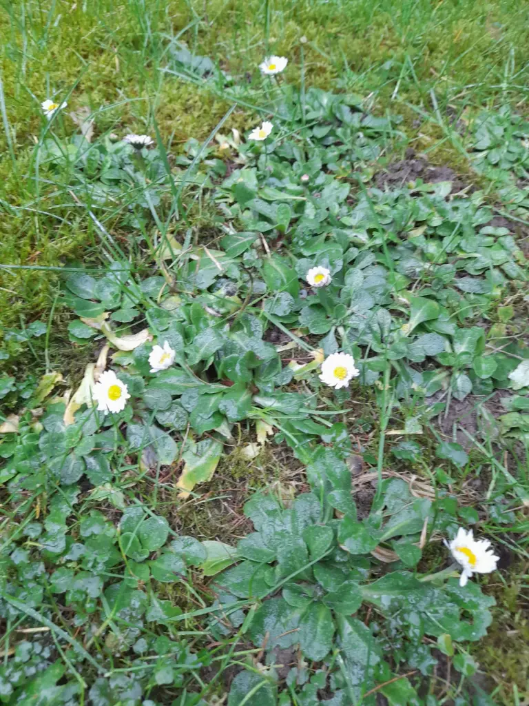 Andachtsbild von Heike