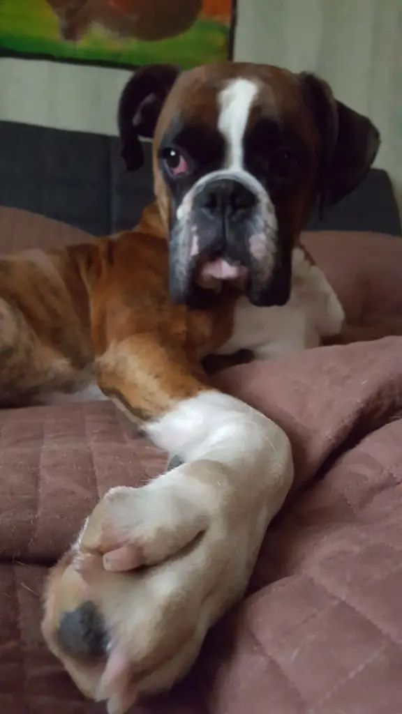 Andachtsbild von Karina und Jörg mit Floyd im ❤ 