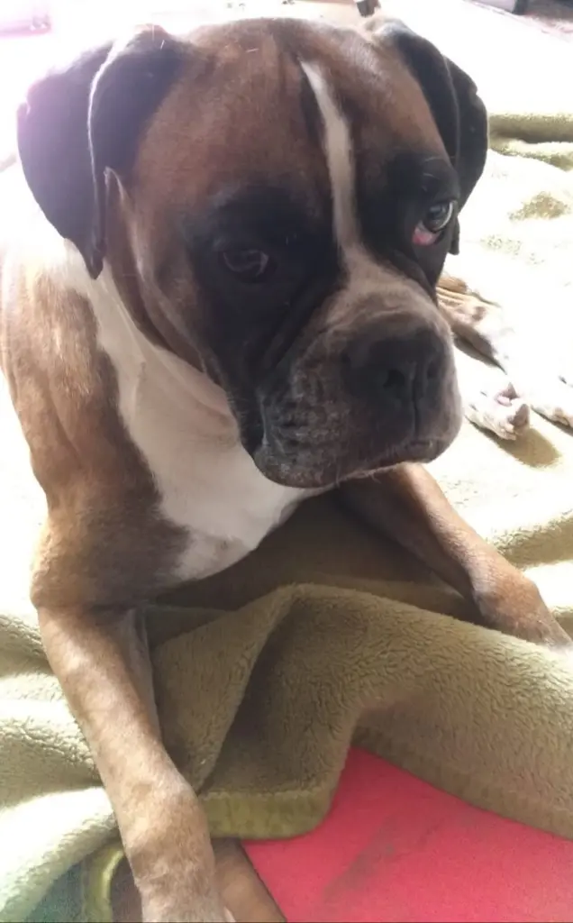 Andachtsbild von Heike