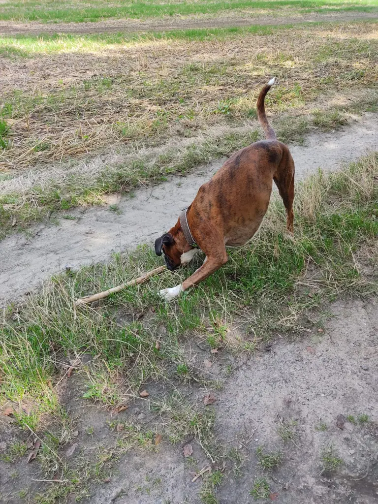 Andachtsbild von Karina und Jörg mit Floyd im ❤ 