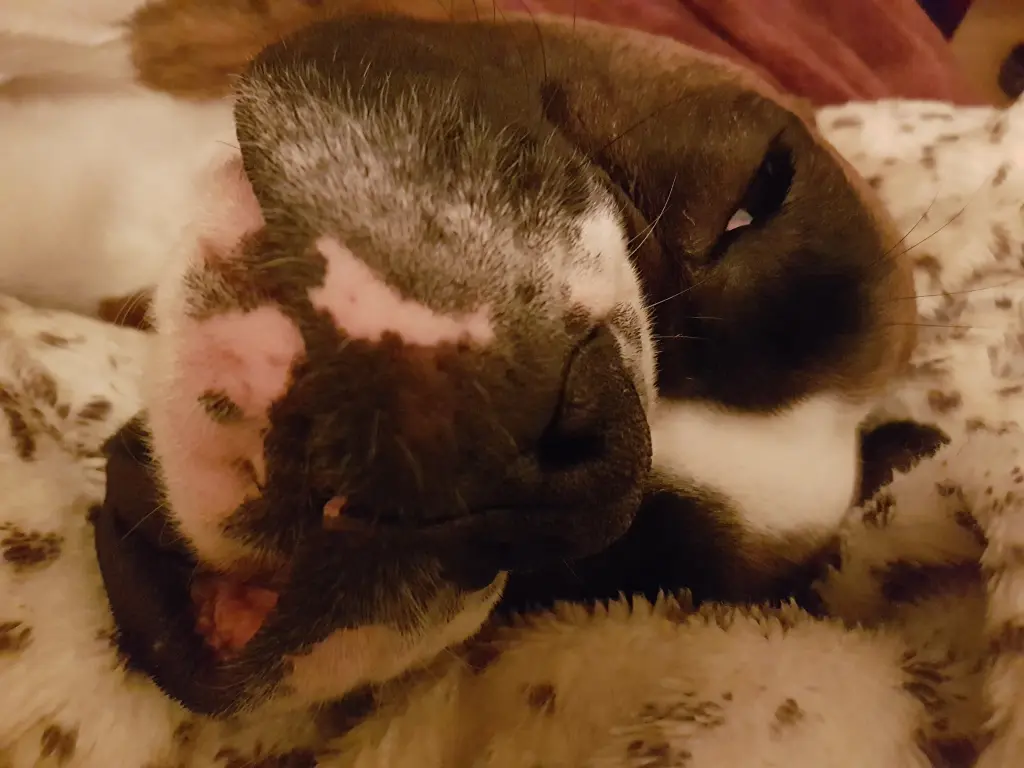 Andachtsbild von Karina und Jörg mit Floyd im ❤ 