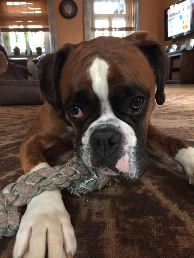 Andachtsbild von Karina und Jörg mit Floyd im ❤ 