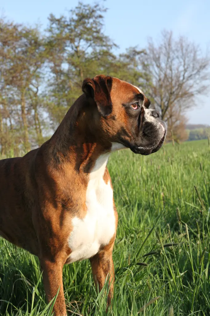 Andachtsbild von Karina und Jörg mit Floyd im ❤ 