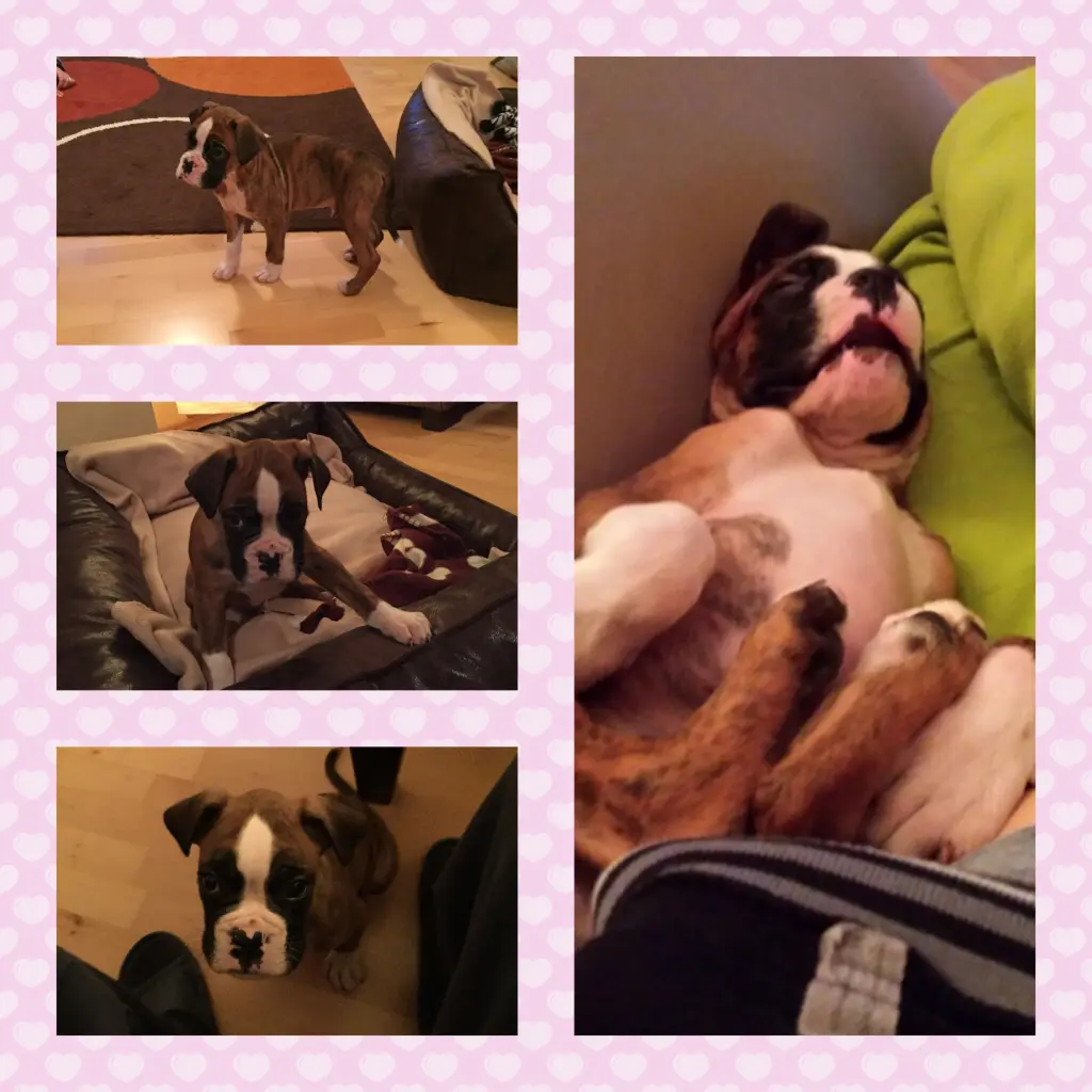 Andachtsbild von Karina und Jörg mit Floyd im ❤ 