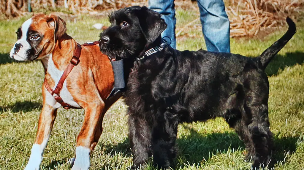Andachtsbild von Karina und Jörg mit Floyd im ❤ 